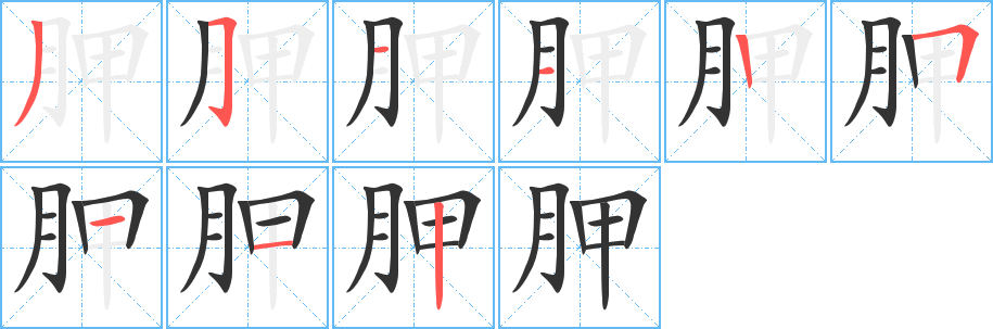 胛字的笔顺分步演示